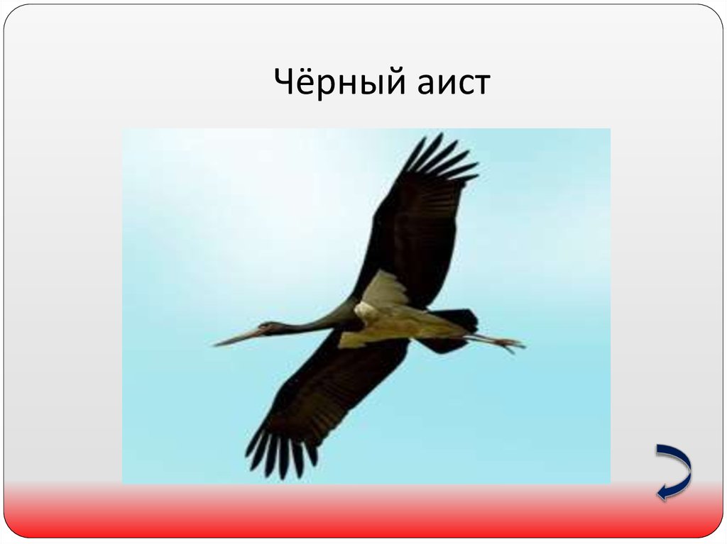 Чёрный аист