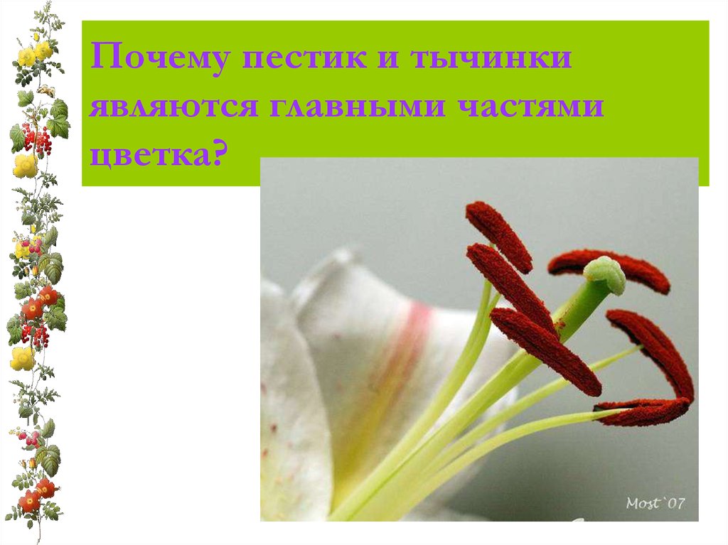 В состав тычинки входят. Пестик и тычинка. Пестики и тычинки у цветка. Главные части цветка это пестик и тычинка. Пестик и тычинка являются главными частями цветка.