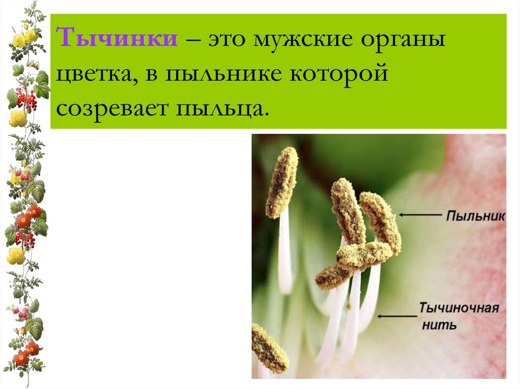 В состав тычинки входят. Строение тычинки. Что такое тычинка кратко. Тычинка это в биологии. Строение тычинки цветка.