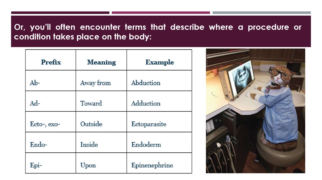 Basic anatomical terminology. Medical terminology of overeating. Basic terms in it ppt. Conditioning process