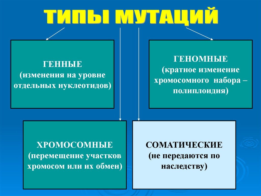 Какая мутация изображена на рисунке хромосомная генная геномная