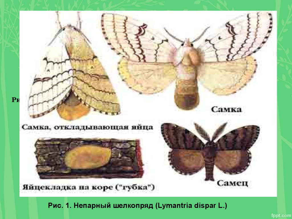 Строение моли. Тутовый шелкопряд самка. Моль тутовый шелкопряд. Строение бабочки тутового шелкопряда. Тутовый шелкопряд партеногенез.