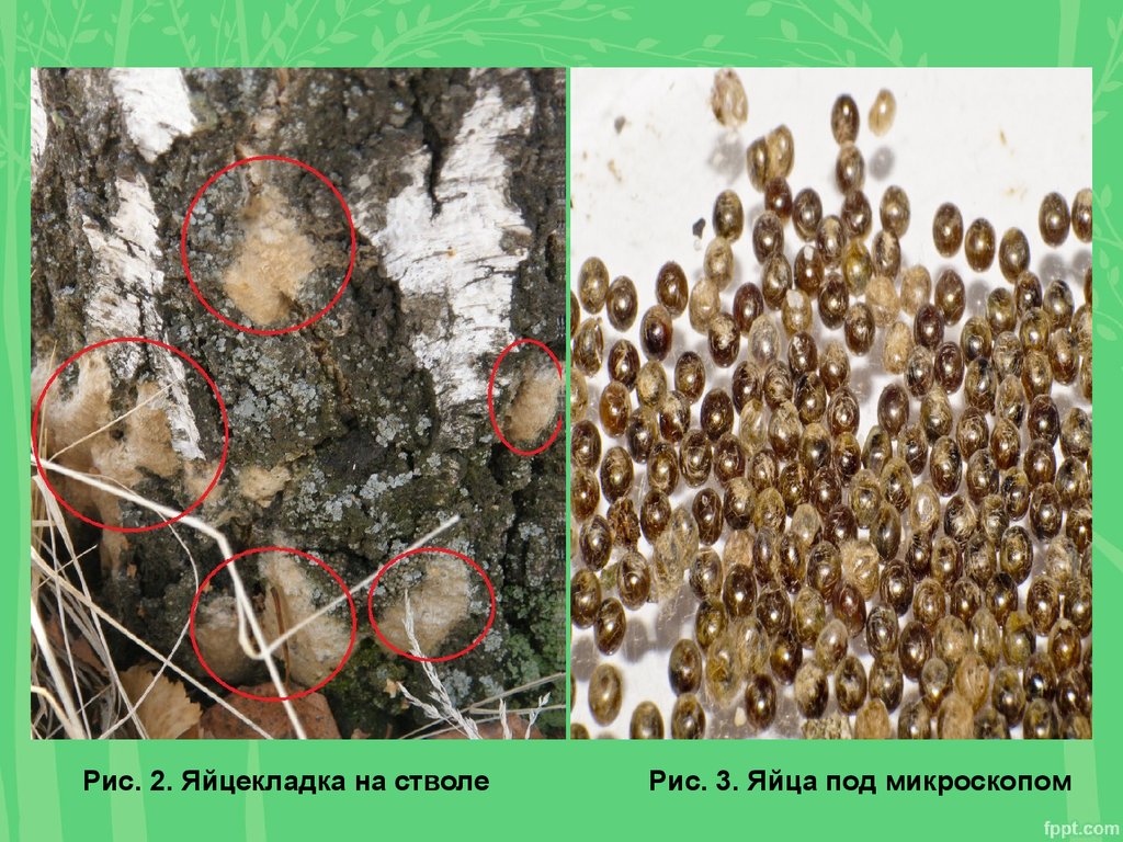 Экологическое описание непарного шелкопряда. Яйцекладки непарного шелкопряда. Цикл развития непарного шелкопряда. Кладка непарного шелкопряда. Кладка яиц непарного шелкопряда.