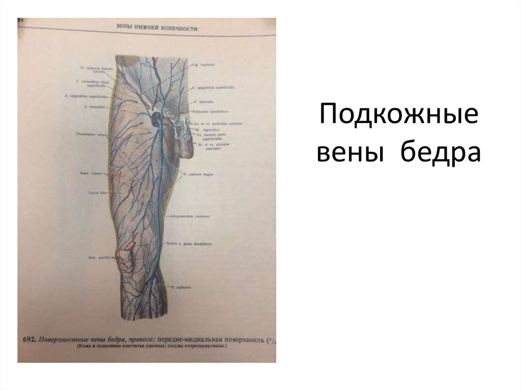 Где проходит бедренная вена