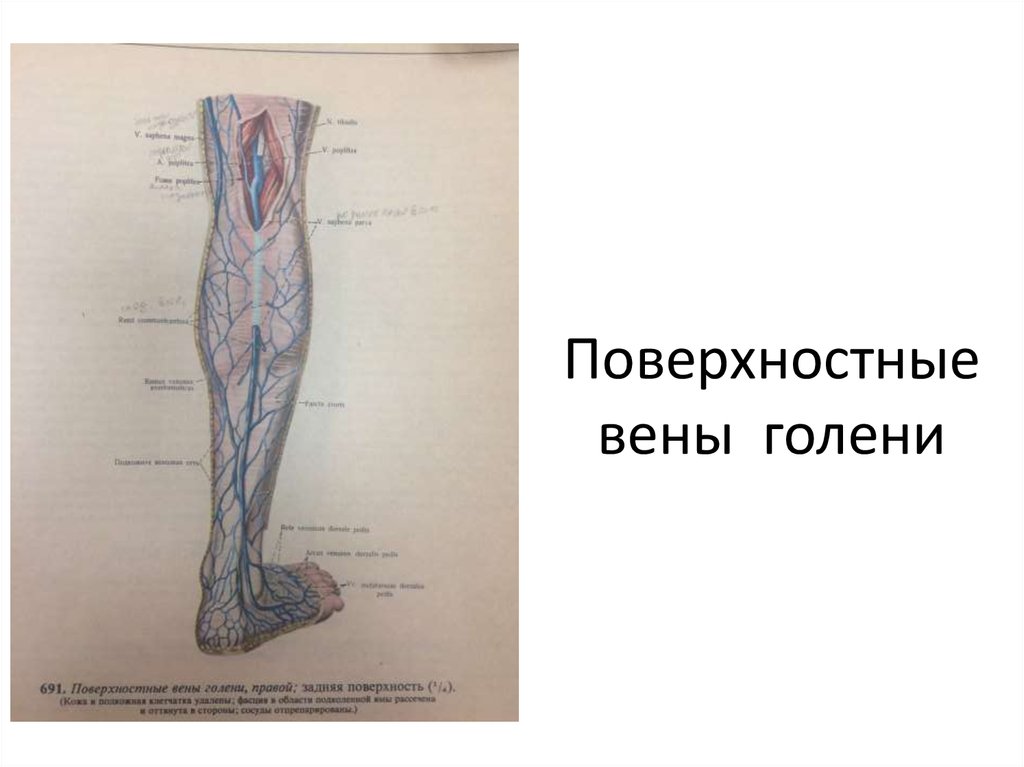 Анатомия вен ноги