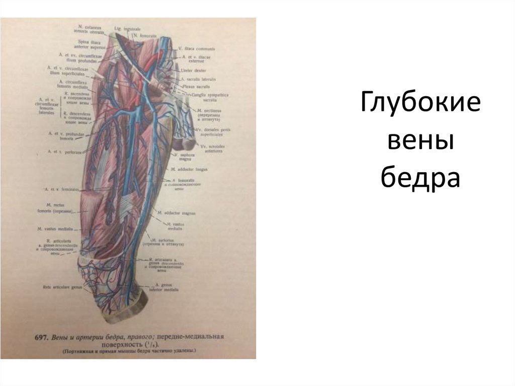 Где проходит бедренная вена