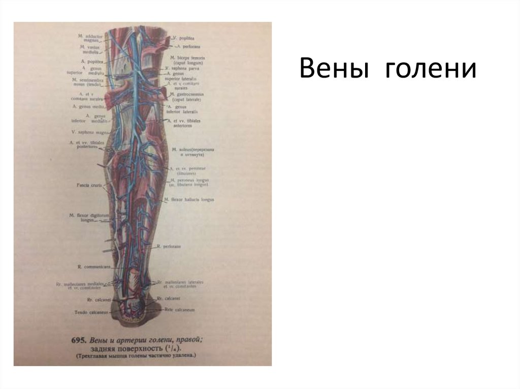 Самая большая вена как называется у человека