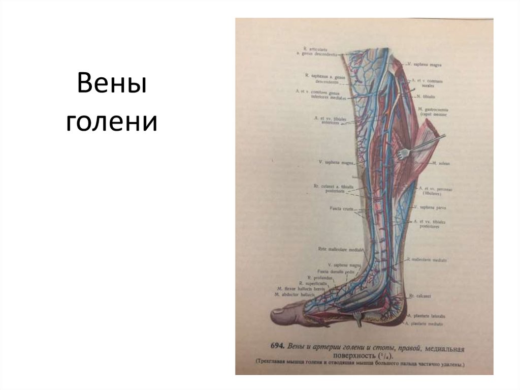 Суральных вен голени