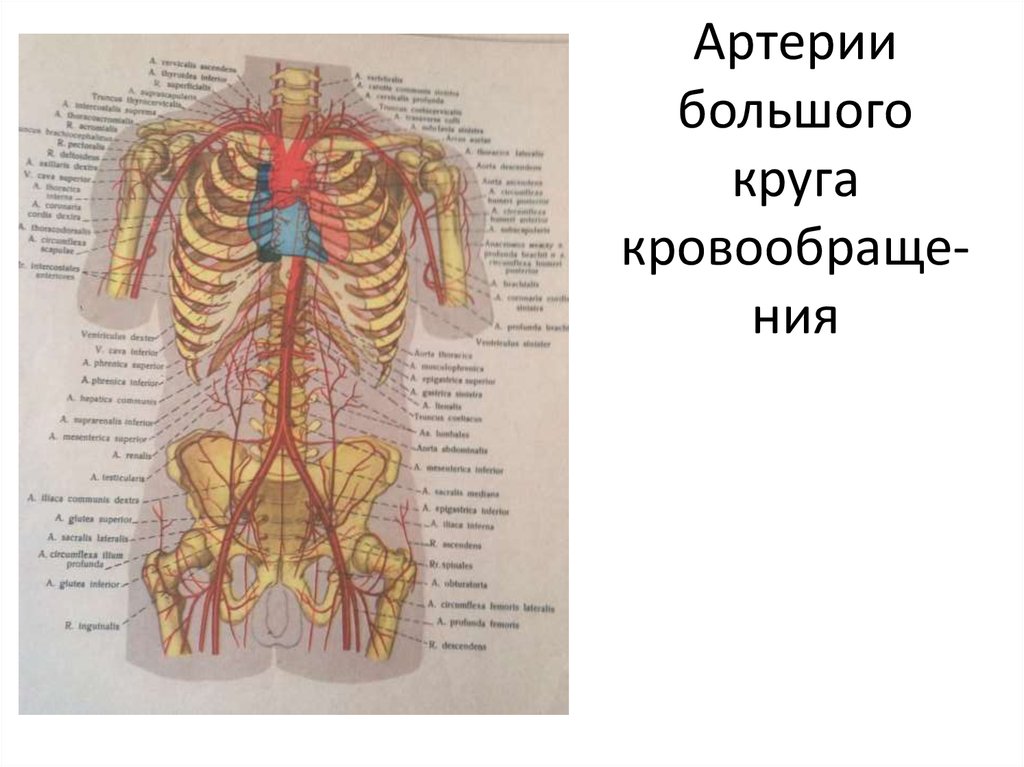 Артерии большого кровообращения. Артерии большого круга кровообращения схема. Артерии и вены большого круга кровообращения. Главные артерии большого круга кровообращения. Схема крупных артерий большого круга.