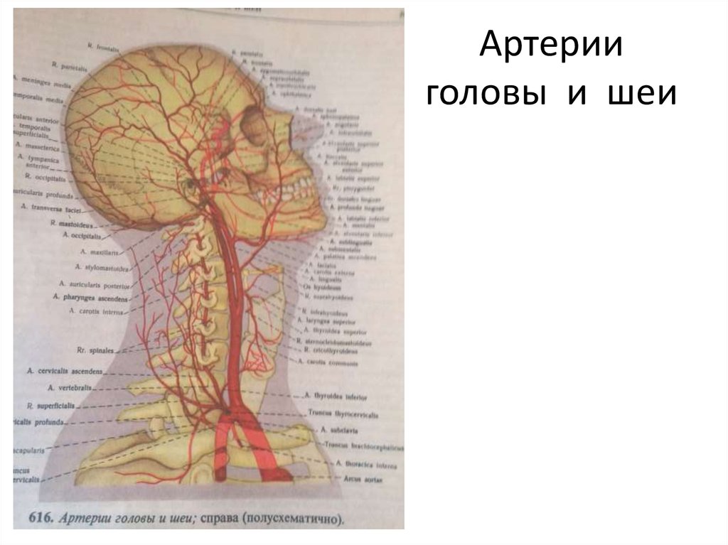 Артерии головы и шеи презентация