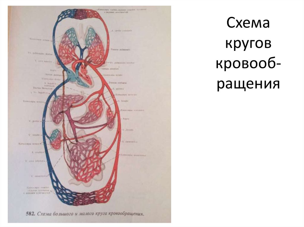 Рисунок большого и малого круга. Схема большого и малого круга кровообращения. Схема малого и большого кругов кровооб. Большой и малый круг кровообращения рисунок карандашом. Рисунок на тему круги кровообращения.