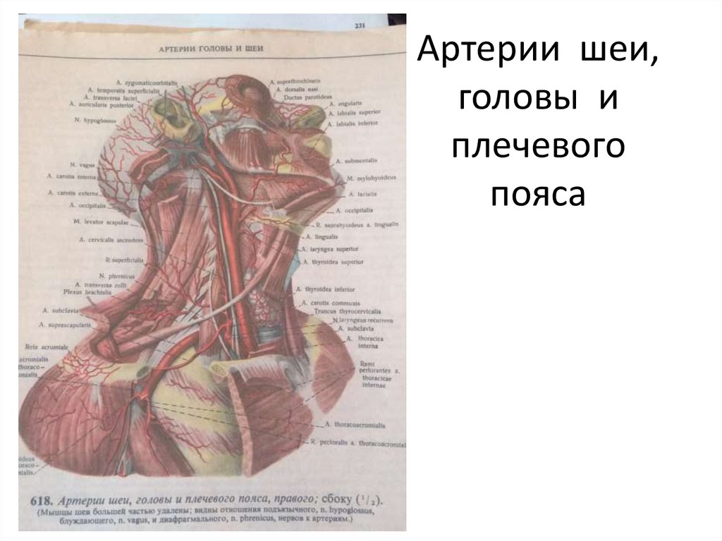 Шейная артерия. Артерии плечевого пояса. Главные сосуды основания шеи.