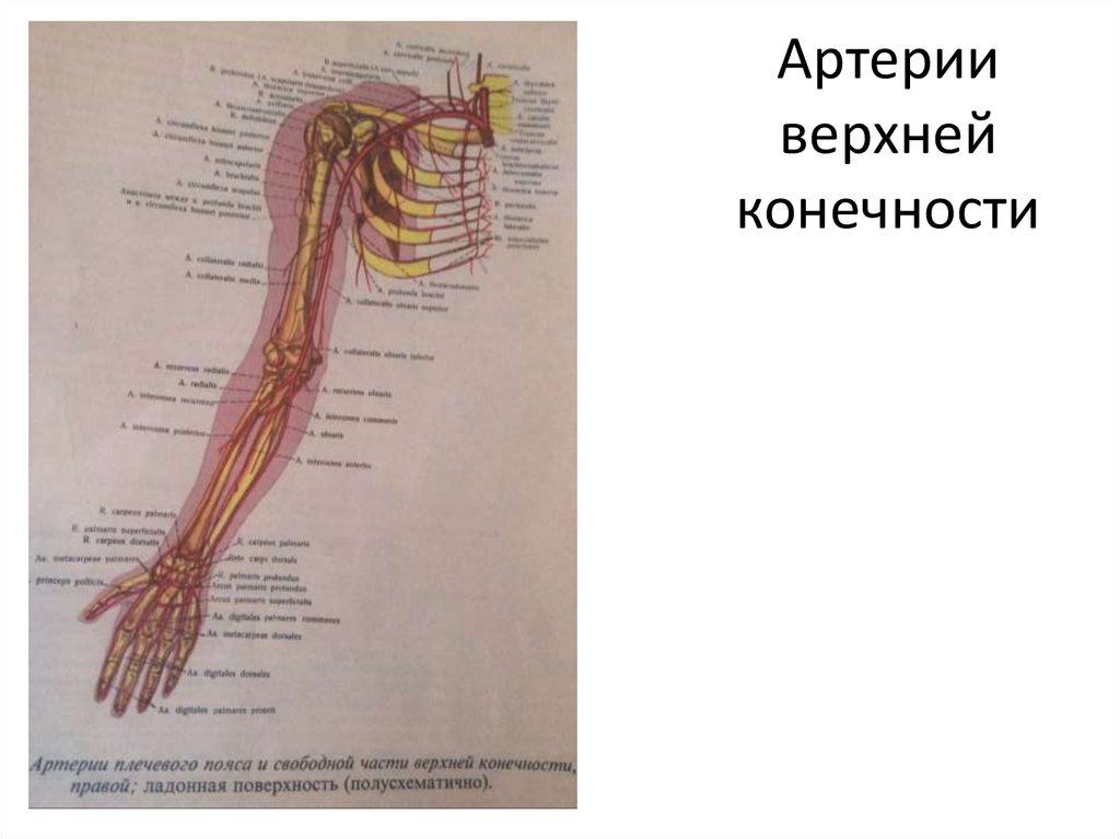 Артерии верхней конечности анатомия презентация