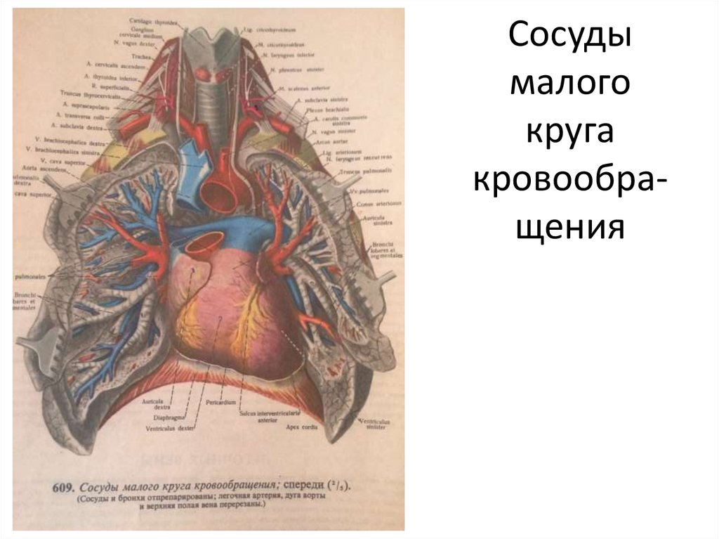 Сосуды малого кровообращения. Сосуды малого круга кровообращения анатомия. Сосуды легочного круга. Сосуды малого легочного круга кровообращения. Малый круг кровообращения сосуды малого круга кровообращения.