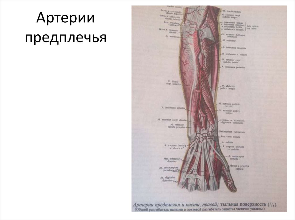 Артерии предплечья схема