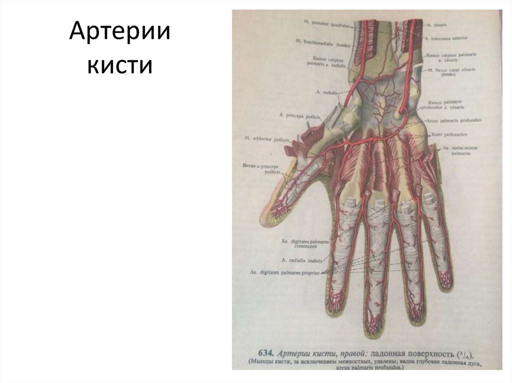 Артерии кисти схема