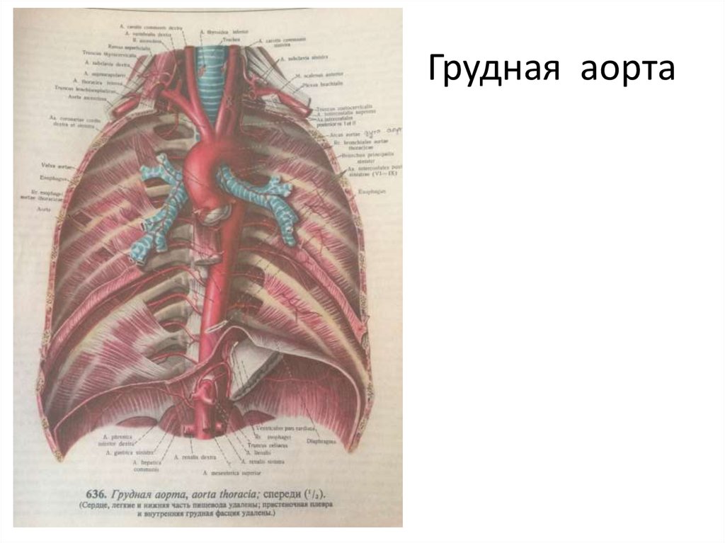 Грудная часть аорты схема