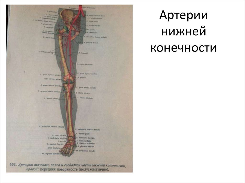 Артерии ноги схема