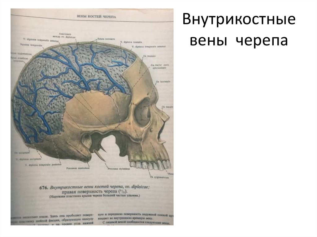 Венозный в черепе. Диплоические и эмиссарные вены. Диплоические и эмиссарные вены головы. Лобная диплоическая Вена. Затылочная эмиссарная Вена соединяет.