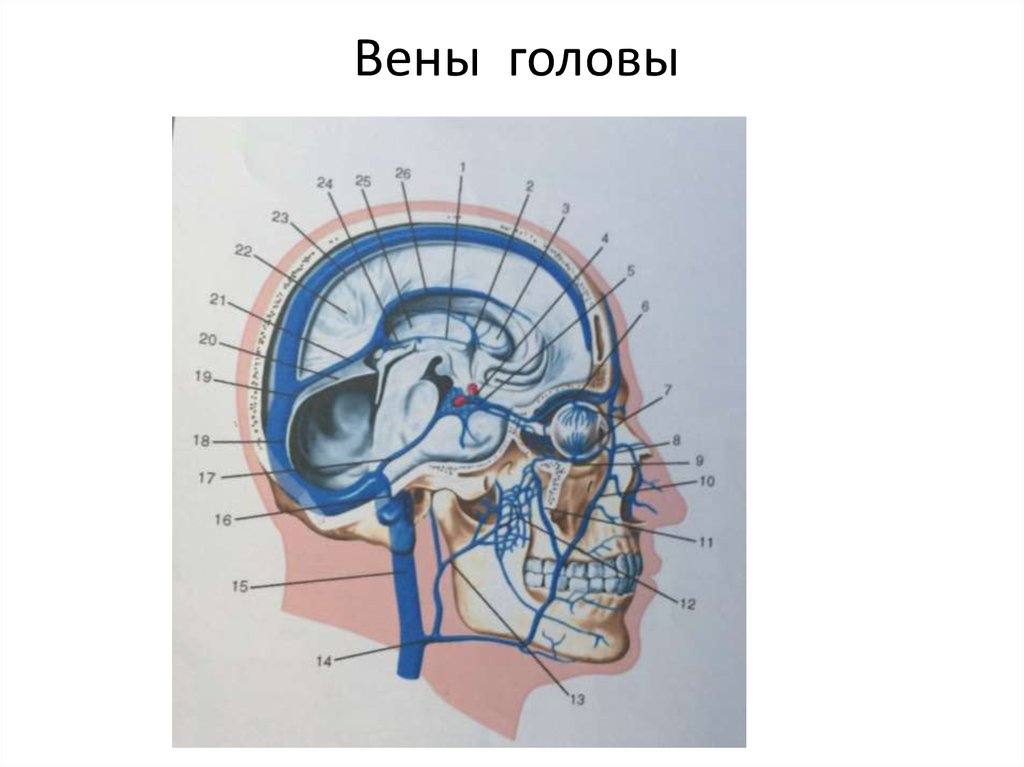 Вены головы. Венозные анастомозы головы.