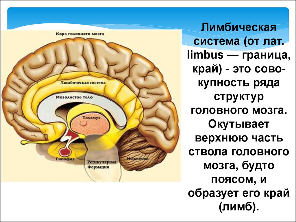 Обонятельные доли мозга. Лимбическая система мозга система головного. Обонятельный мозг и лимбическая система.