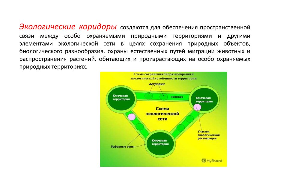 Раскрой взаимосвязь между экономикой и экологией. Экологический коридор. Схема экологической сети. Экологические сети ООПТ. Структура экологической сети.