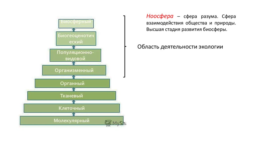 Уровни взаимодействия общества. Этапы формирования биосферы. Этапы развития природы и общества. Сфера взаимодействия общества и природы. Высшая стадия эволюции биосферы.