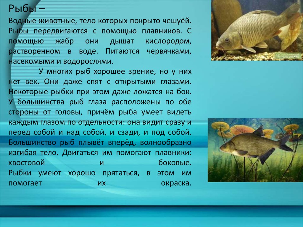 Сообщение про класс рыб