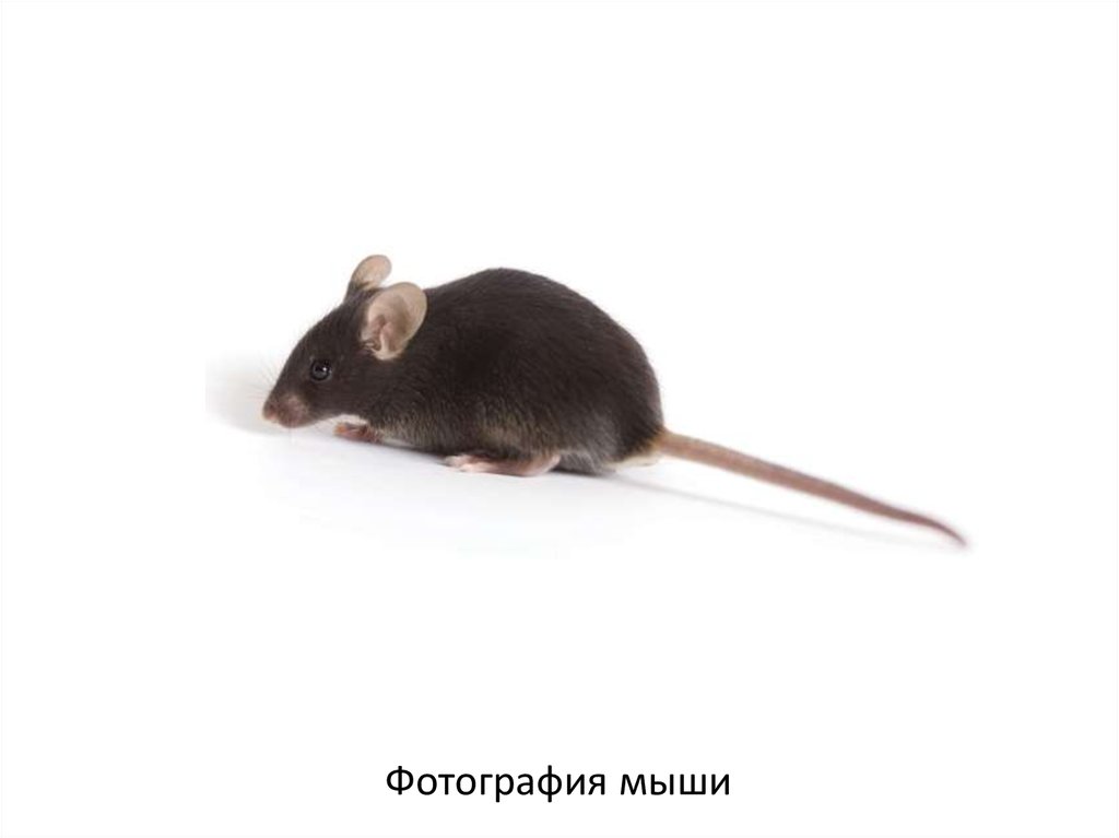 Фотография мыши