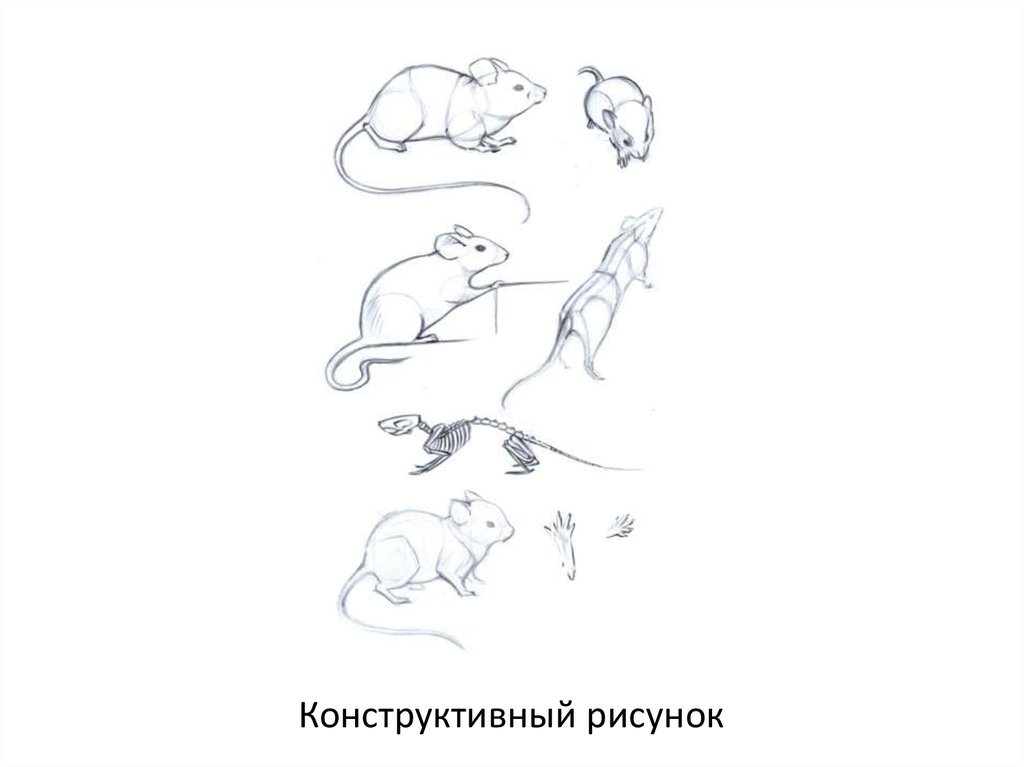 Конструктивный рисунок