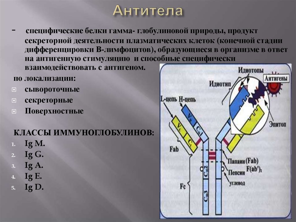 Иммуноглобулины температура. Специфические антитела — иммуноглобулины. Антитерф. Антритеил. Антитела строение и классификация.