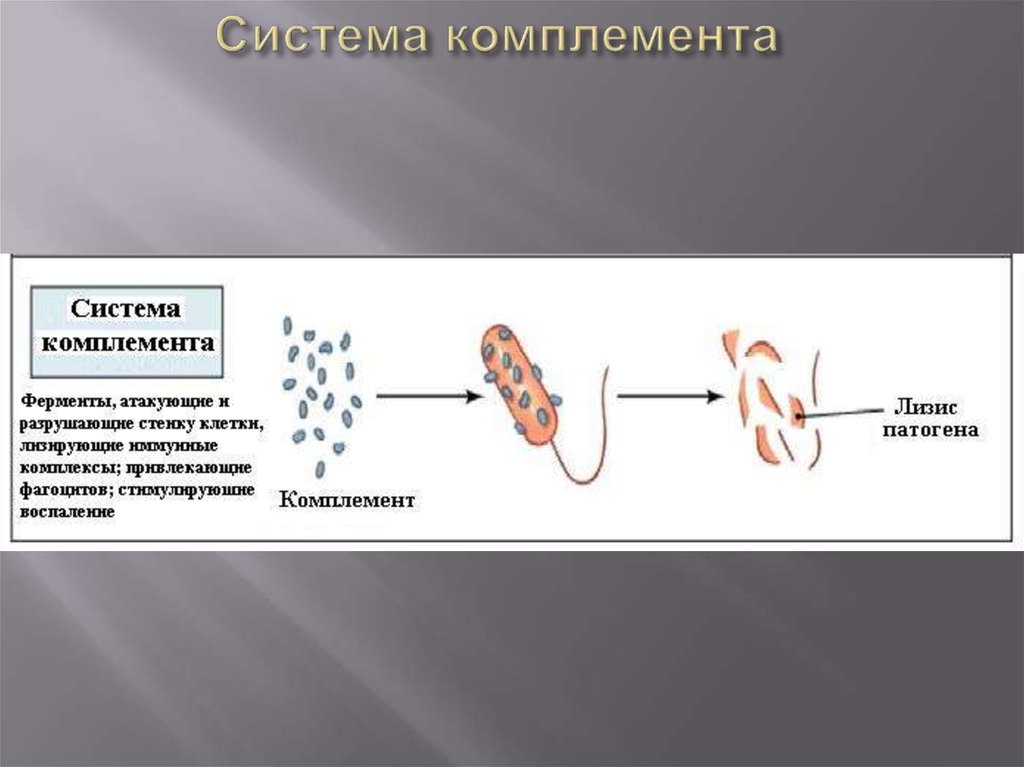 Комплемент иммунитет. Система комплемента хемотаксис. Ферменты системы комплемента какие. Система комплемента против протеев. C1 белок системы комплемента строение.