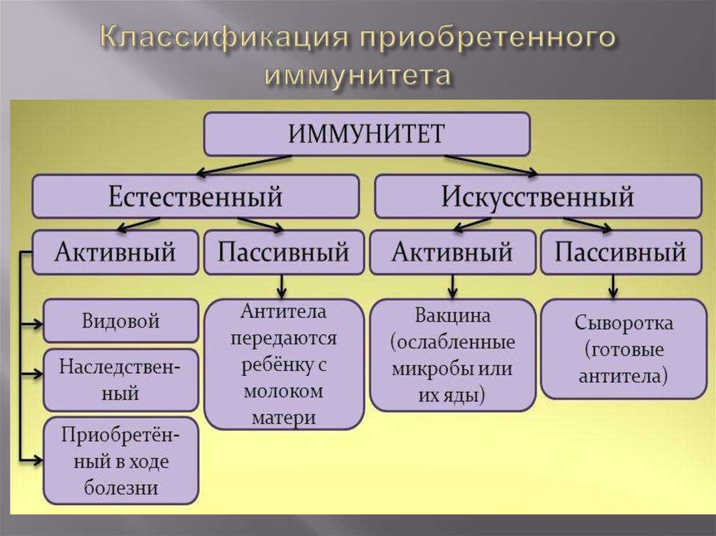 Классификация видов и форм иммунитета схема