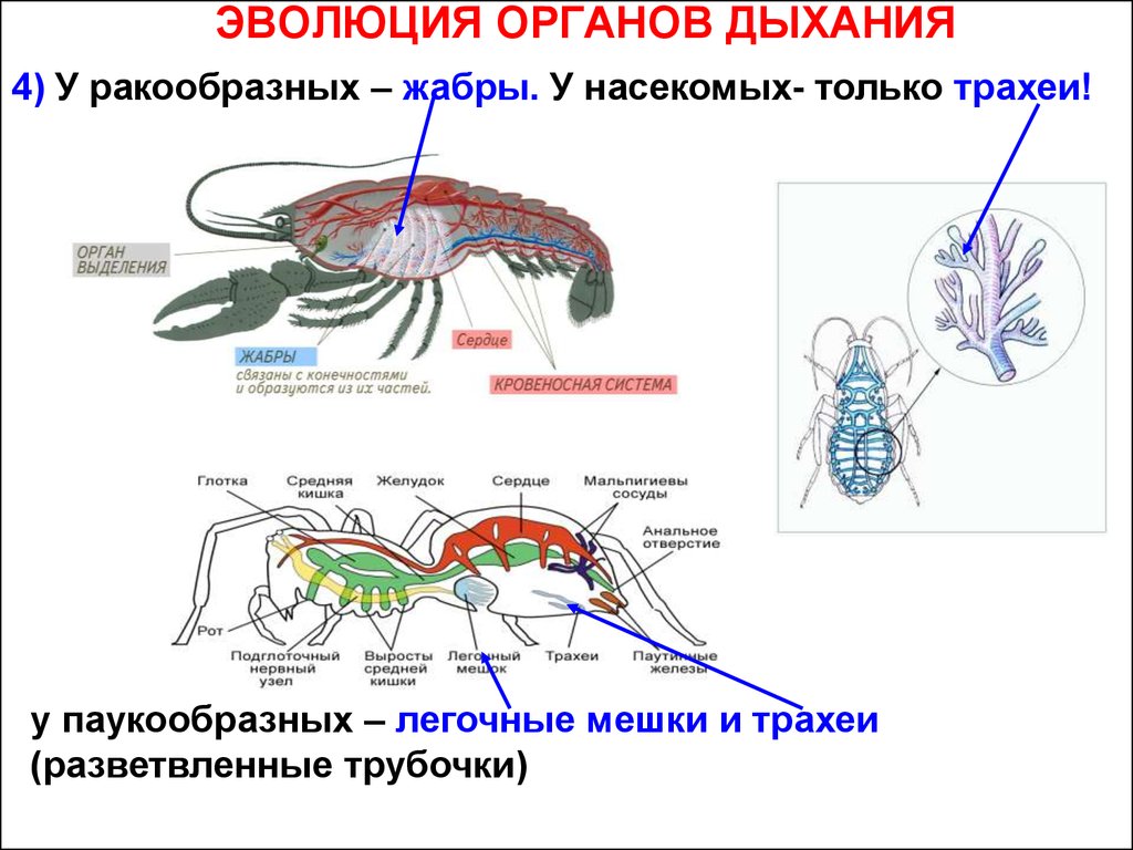 Эволюция строения органов и их систем. Дыхательная система членистоногих насекомых. Дыхательная система жабры у членистоногих. Дыхательная система членистоногих 7 класс. Дыхательная система членистоногих ракообразных.