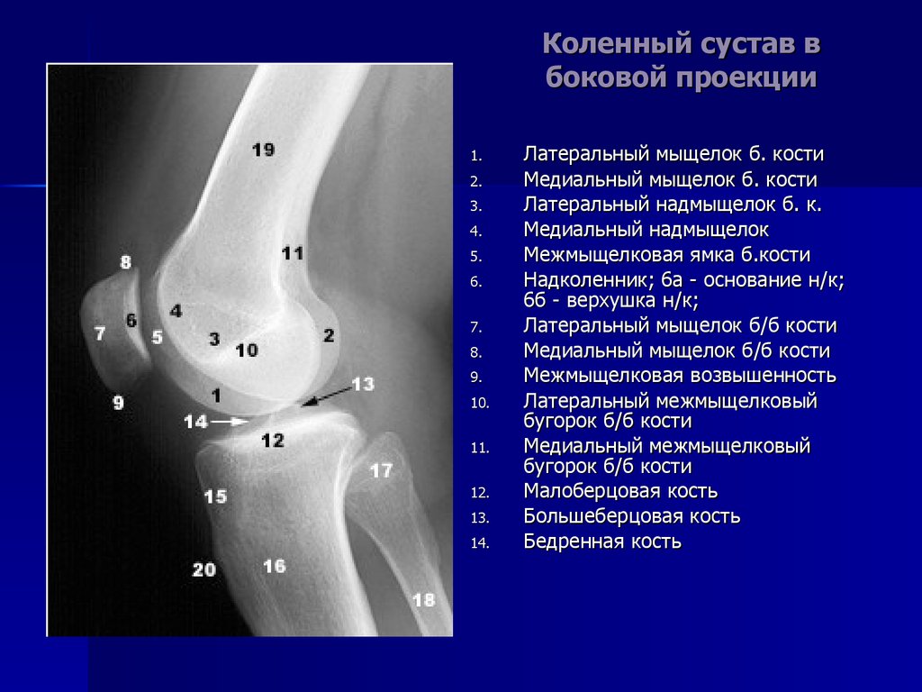 Фото коленного сустава человека