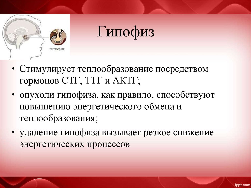 Гормоны гипофиза актг. СТГ ТТГ АКТГ. Какие гормоны стимулируруют теплообразованин. Низкий соматотропный гормон и АКТГ.