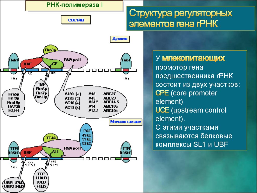 Промотор рнк полимеразы 2. Строение РНК полимеразы у эукариот. РНК полимераза 1 транскрипция. РНК полимераза эукариот строение. РНК полимераза 1 функции.