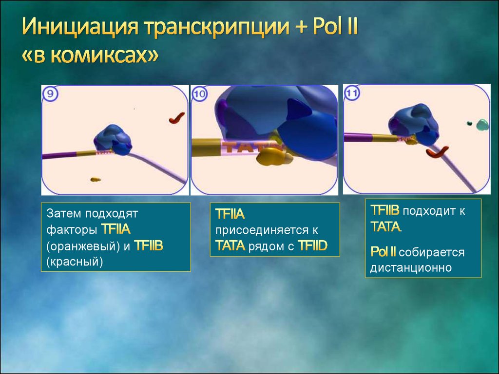 Инициация 8. Схема инициации транскрипции. Факторы инициации транскрипции. Транскрипция РНК инициация. Инициация транскрипции у эукариот.