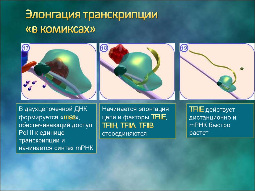 Элонгация транскрипции