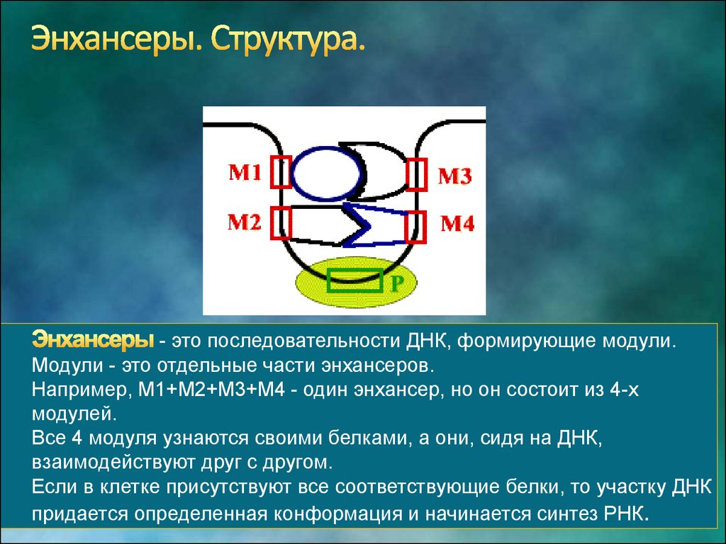 Состав днк эукариот. Энхансерная РНК. САЙЛЕНСЕР это в генетике. Транскрипция у эукариот энхансеры сайленсеры цис элементы.