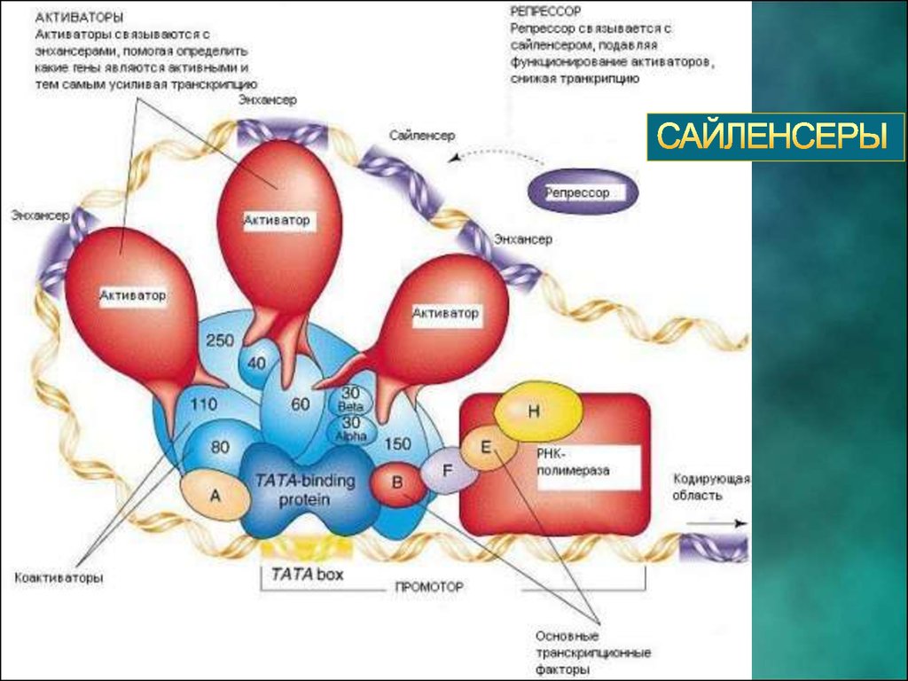 Факторы транскрипции эукариот. Транскрипционный комплекс у эукариот. Транскрипционные факторы эукариот. Транскрипционные факторы транскрипции эукариот.