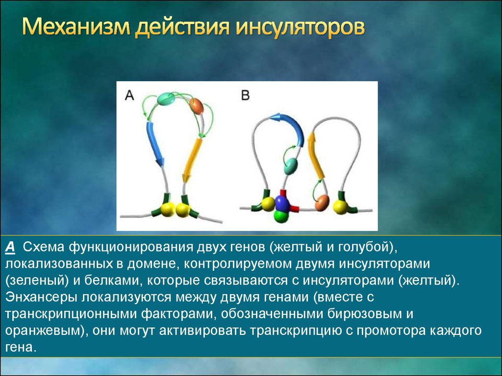 Желтый ген. Инсуляторы. Энхансеры и инсуляторы. Инсуляторы транскрипции. Энхансеры это в биологии.