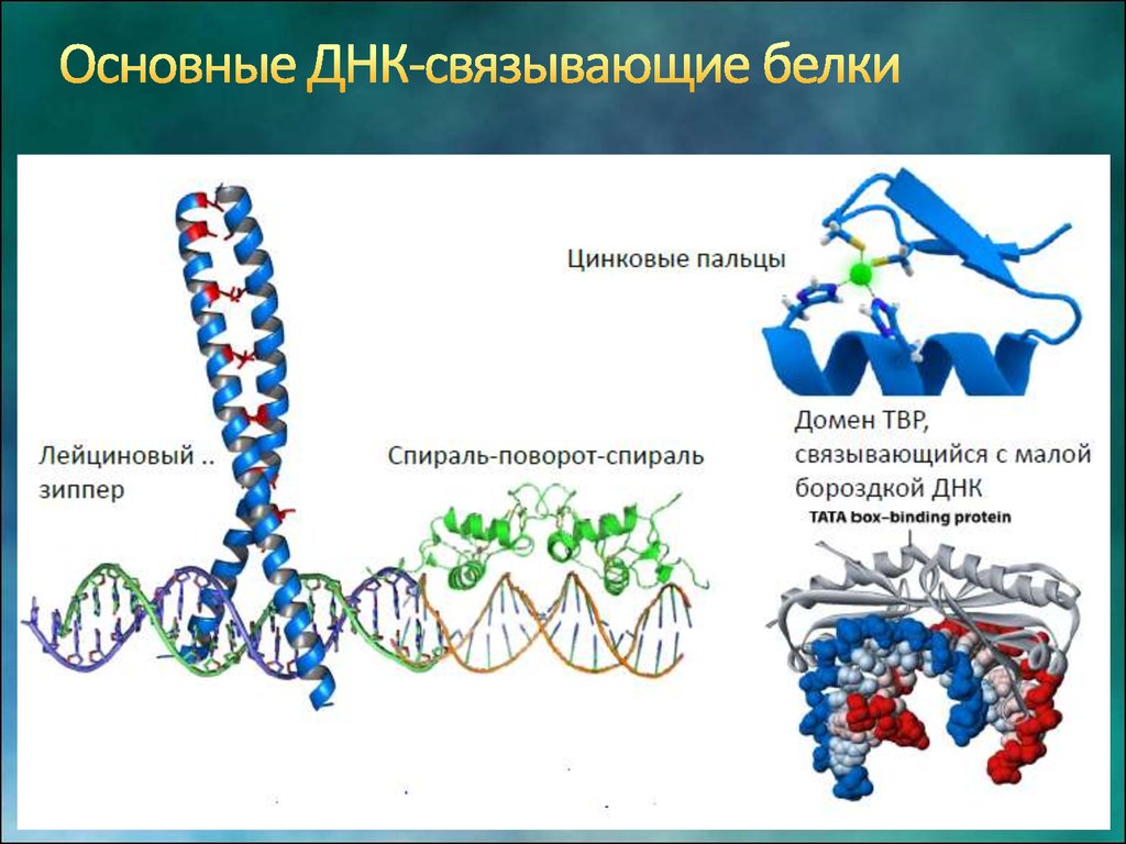 Белок связывающий воду. Транскрипция РНК. ДНК связывающие белки функция. Цинковые пальцы ДНК. Лейциновая застежка биохимия.
