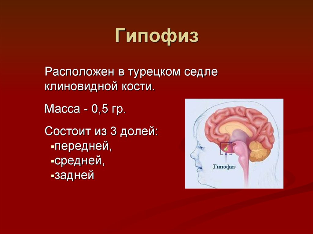 Гипофиз что это. Гипофиз. Расположение гипофиза в головном мозге. Доли гипофиза. Эпифиз.. Гипофиз это железа.