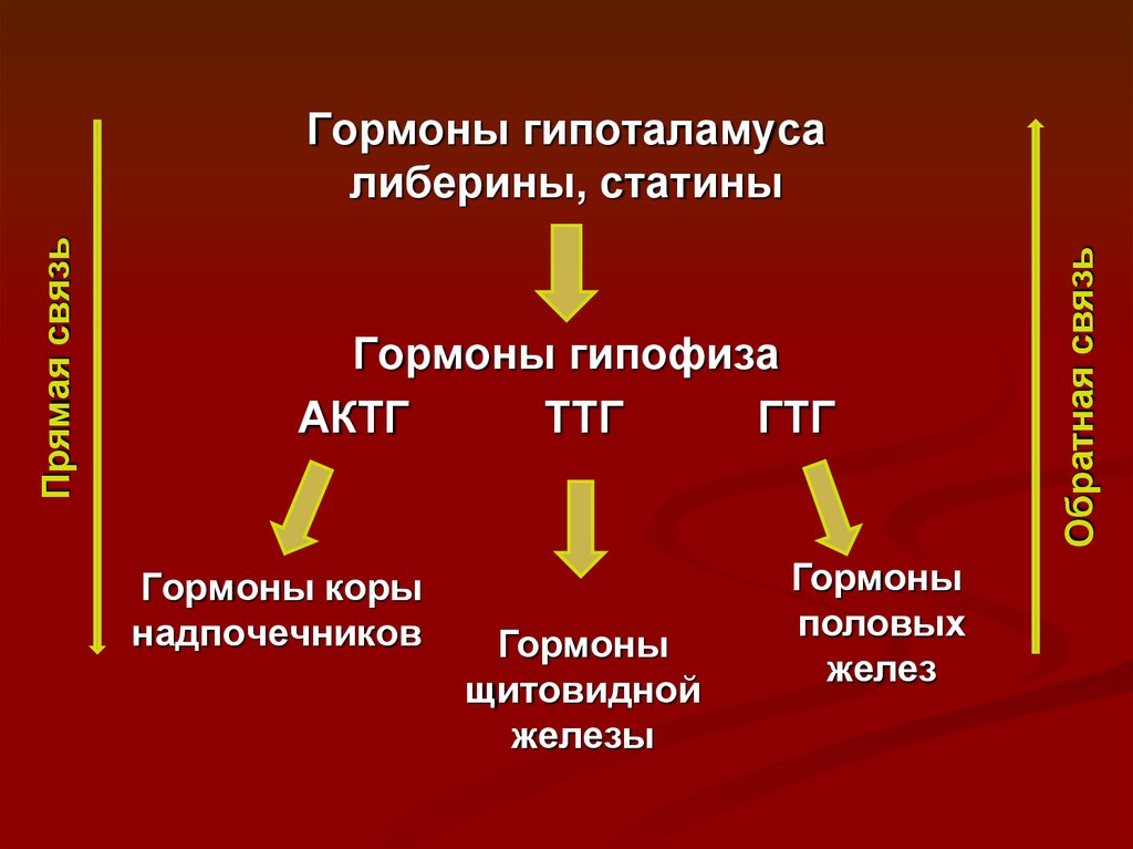 Гормоны гипоталамуса биохимия презентация