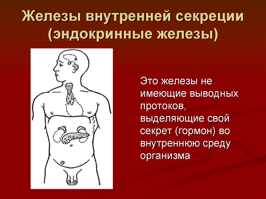 Внутренняя секреция презентация