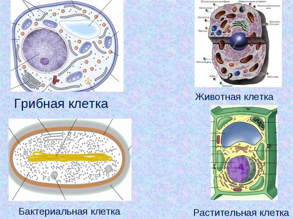 Презентация по теме клетка 9 класс