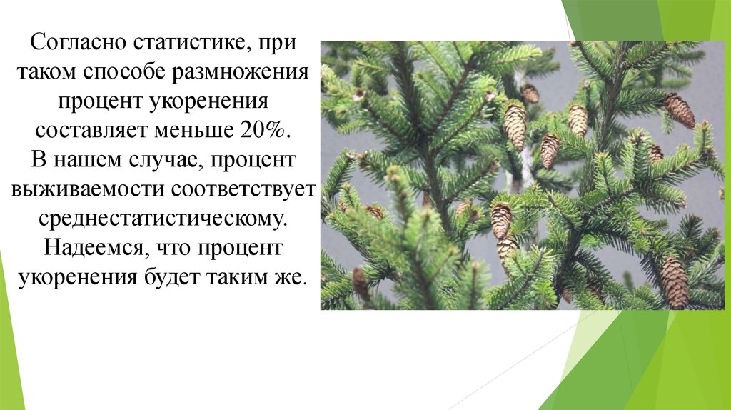 Размножение ели. Размножение ели обыкновенной. Ель обыкновенная способы размножения. Способ размножения ели обыкновенной. Ель обыкновенная размножение.