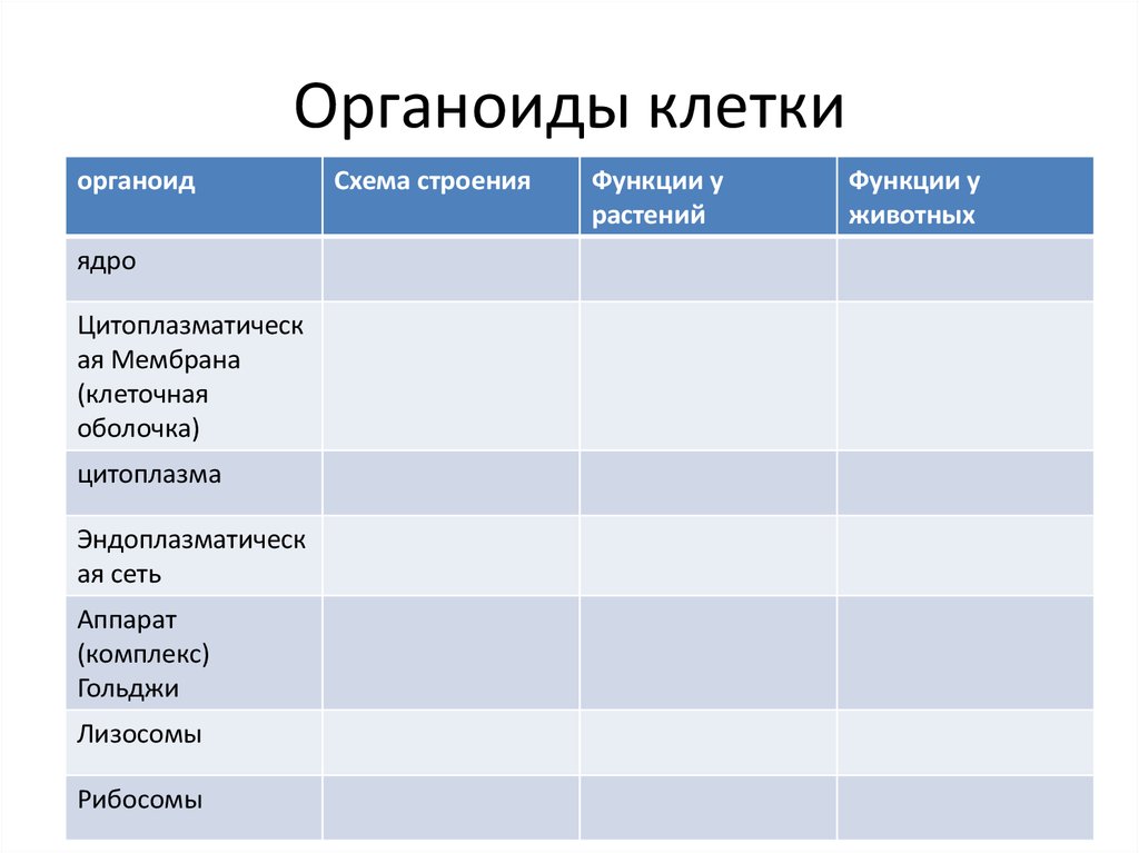 Органоиды клетки список