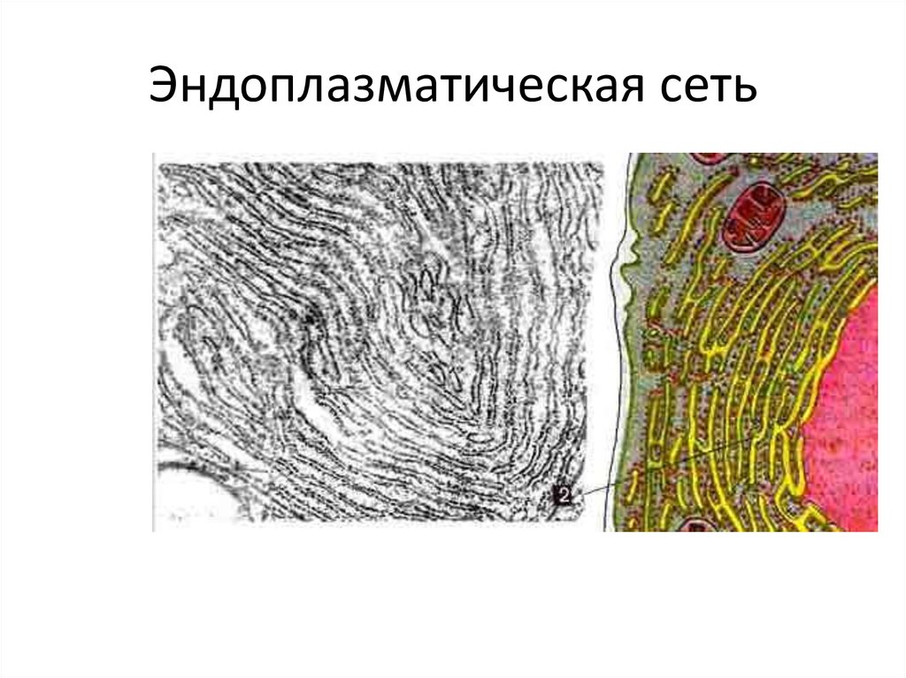 Рисунок эндоплазматической сети